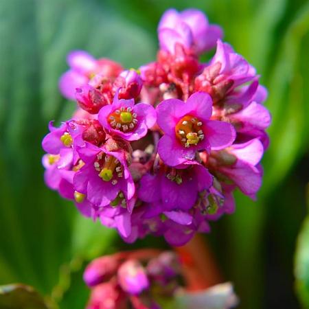 Bergenia 'Winterglut' Pot 9 cm