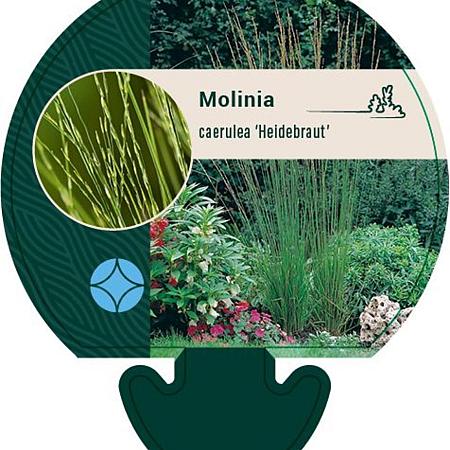Molinia caerulea 'Heidebraut' Pot 9 cm