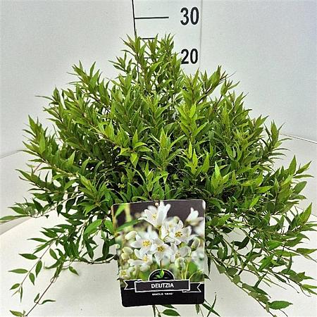 Deutzia gracilis 'Nikko' Pot 10 liter 40 - 50 cm