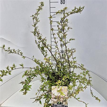 Deutzia rosea Pot 10 liter 60 - 80 cm