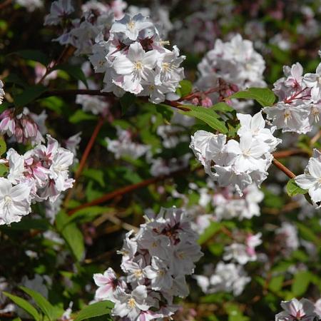Deutzia rosea Pot 10 liter 80 - 100 cm
