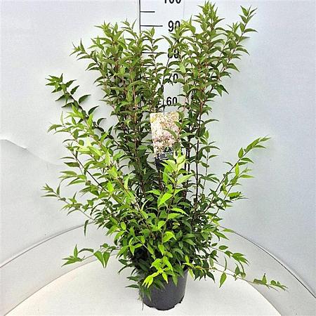 Deutzia rosea Pot 10 liter 80 - 100 cm