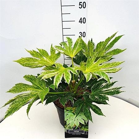 Fatsia japonica 'Spider's Web' Pot 10 liter
