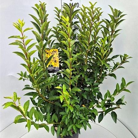 Forsythia int. 'Spectabilis' Pot 10 liter 80 - 100 cm