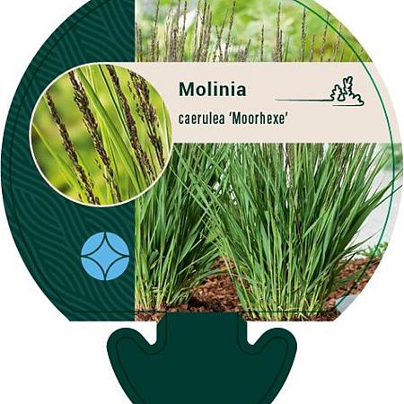 Molinia caerulea 'Moorhexe' Pot 9 cm