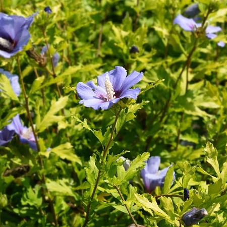 Hibiscus syr. 'Marina' Pot 12 liter 80 - 100 cm