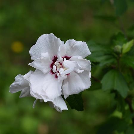 Hibiscus syr. 'Speciosus' Pot 7,5 Liter 60 - 80 cm