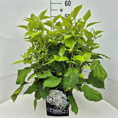 Hydrangea a. 'Annabelle' Pot 10 liter 40 - 50 cm