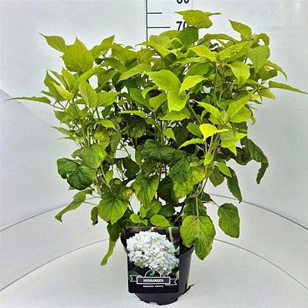 Hydrangea a. 'Annabelle' Pot 10 liter 50 - 60 cm