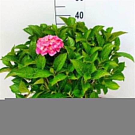 Hydrangea m. 'Alpenglühen' Pot 10 liter 40 - 50 cm