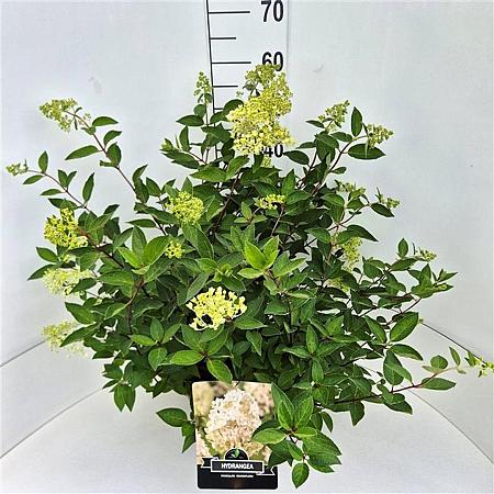 Hydrangea pan. 'Grandiflora' Pot 10 liter 40 - 50 cm