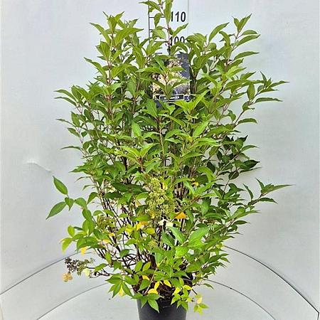 Hydrangea pan. 'Kyushu' Pot 10 liter 100 - 125 cm