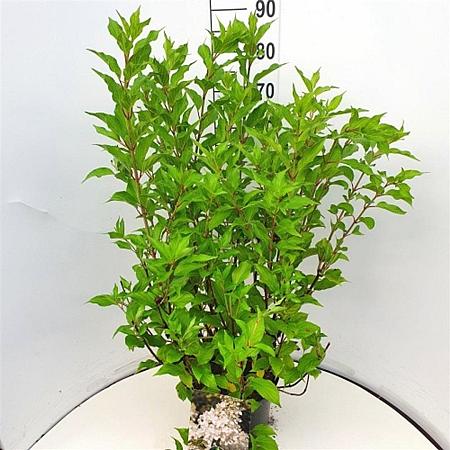 Hydrangea pan. 'Kyushu' Pot 10 liter 80 - 100 cm