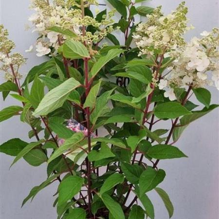 Hydrangea pan. Vanille-Fraise Pot 7,5 Liter 60 - 80 cm
