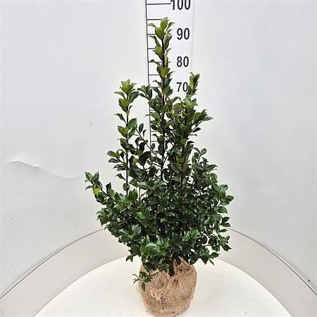 Ilex meserv. Blue Maid Kluit 60 - 80 cm
