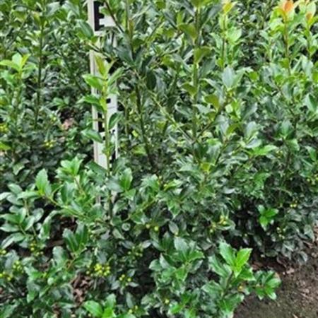 Ilex meserv. Blue Maid Kluit 80 - 100 cm