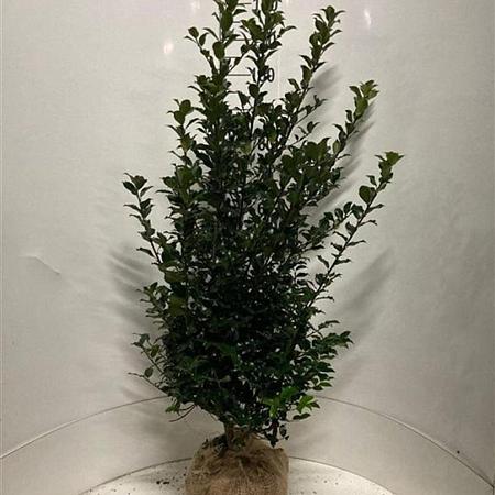 Ilex meserv. Blue Maid Kluit 100 - 125 cm