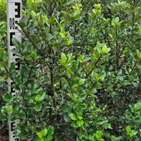 Ilex meserv. 'Blue Prince' Kluit 80 - 100 cm