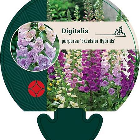 Digitalis purp. Excelsior Hybrids Pot 9 cm