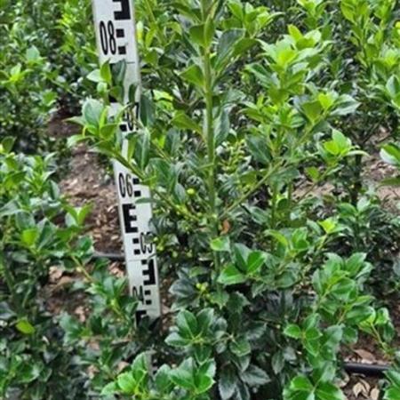 Ilex meserv. Heckenfee Kluit 80 - 100 cm
