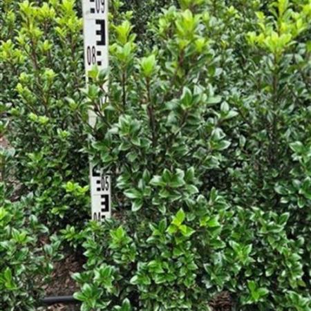 Ilex meserv. 'Heckenstar' Kluit 80 - 100 cm