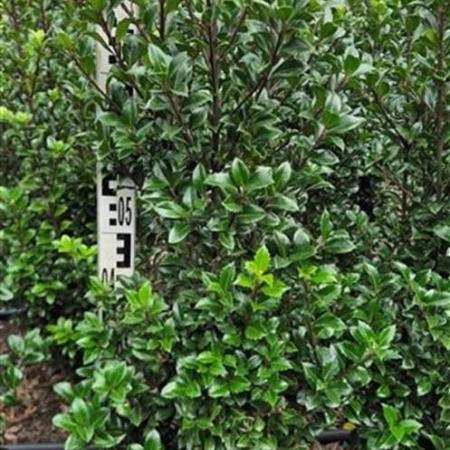 Ilex meserv. 'Heckenstar' Kluit 80 - 100 cm