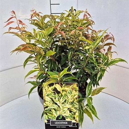 Leucothoe f. 'Rainbow' Pot 10 liter
