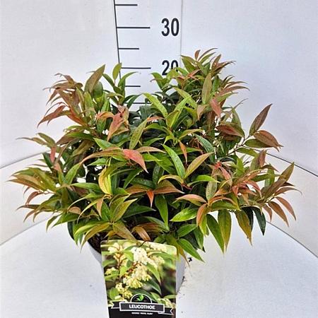 Leucothoe keiskei 'Royal Ruby' Pot 10 liter