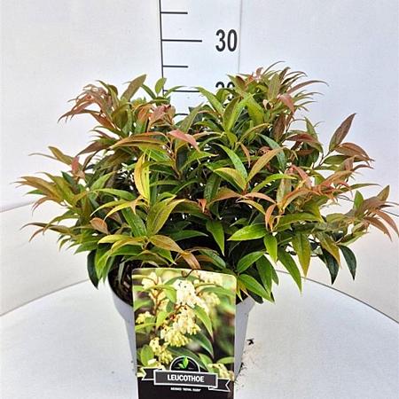 Leucothoe keiskei 'Royal Ruby' Pot 10 liter