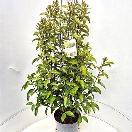 Ligustrum luc. Green Screen Pot 10 liter 125 - 150 cm