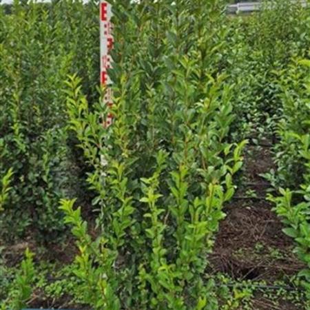 Ligustrum ovalifolium Kluit 125 - 150 cm