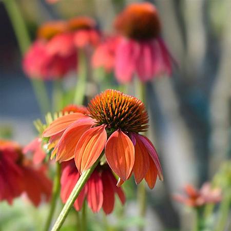 Echinacea 'Cheyenne Spirit' Pot 9 cm