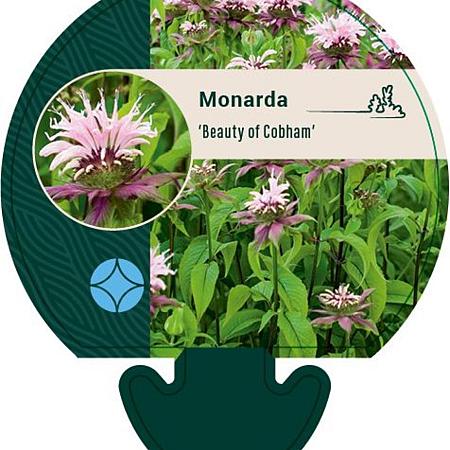 Monarda 'Beauty of Cobham' Pot 9 cm