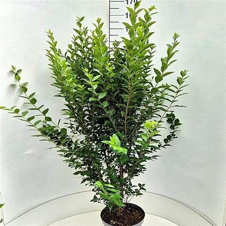 Ligustrum ovalifolium Pot 10 liter 125 - 150 cm