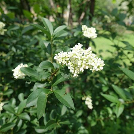 Ligustrum vulgare Kluit 150 - 175 cm
