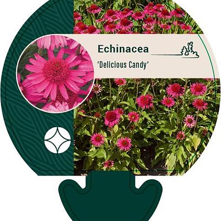 Echinacea 'Delicious Candy' Pot 9 cm