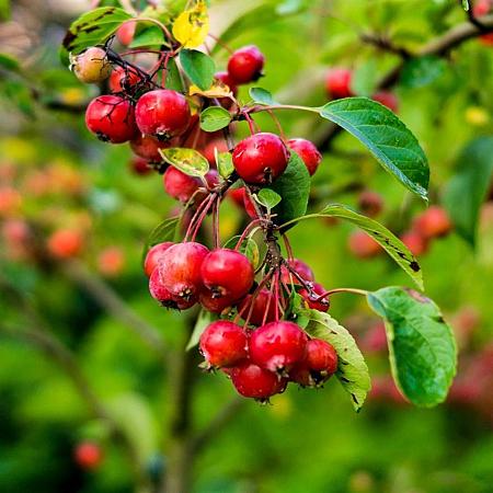 Malus toringo 200 - 250 cm Meerstammig