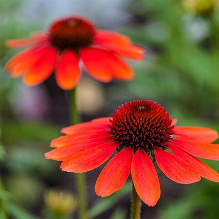 Echinacea purp. 'Tomato Soup' Pot 9 cm