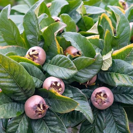 Mespilus germanica 250 - 300 cm Meerstammig