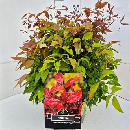 Nandina domestica Blush Pink Pot 10 liter
