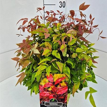 Nandina domestica Blush Pink Pot 10 liter