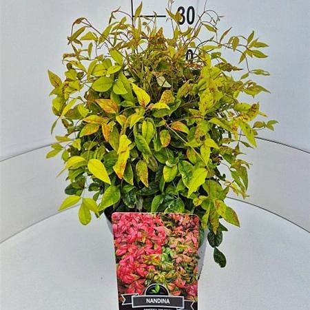 Nandina d. 'Firepower' Pot 10 liter