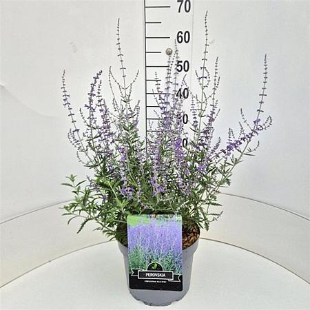 Perovskia 'Blue Spire' Pot 10 liter