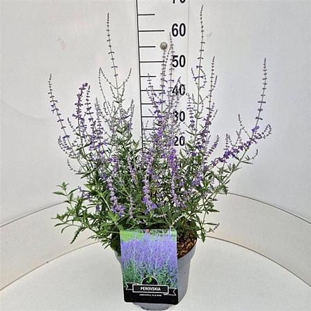 Perovskia 'Blue Spire' Pot 10 liter