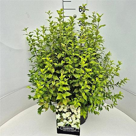 Philadelphus 'Manteau d'Hermine' Pot 10 liter 60 - 80 cm