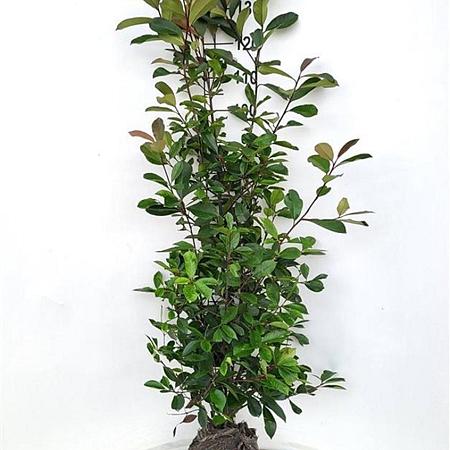 Photinia fraseri 'Red Robin' Kluit 125 - 150 cm