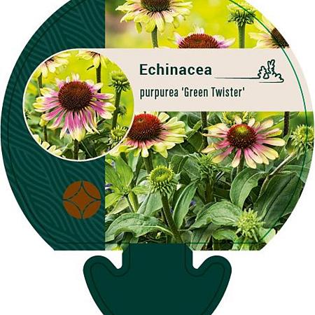 Echinacea p. 'Green Twister' Pot 9 cm