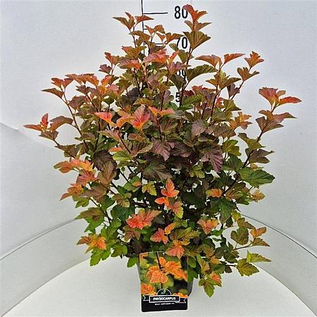 Physocarpus opulif. Amber Jubilee Pot 10 liter 60 - 80 cm