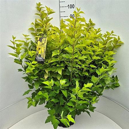 Physocarpus opulif. 'Dart's Gold' Pot 10 liter 60 - 80 cm