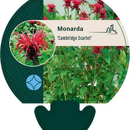 Monarda 'Cambridge Scarlet' Pot 9 cm